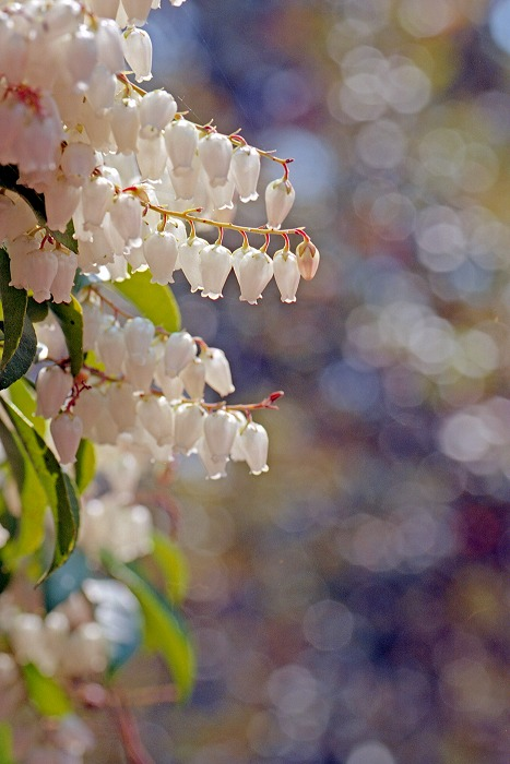 京都府立植物園 「春やねぇ・・・アセビの花」 Nikon FE2 TAMRON