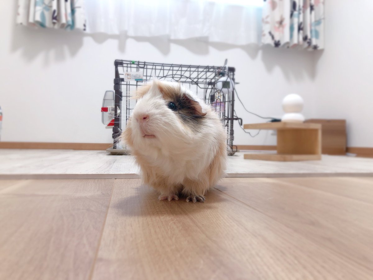 きぬごし tweet media