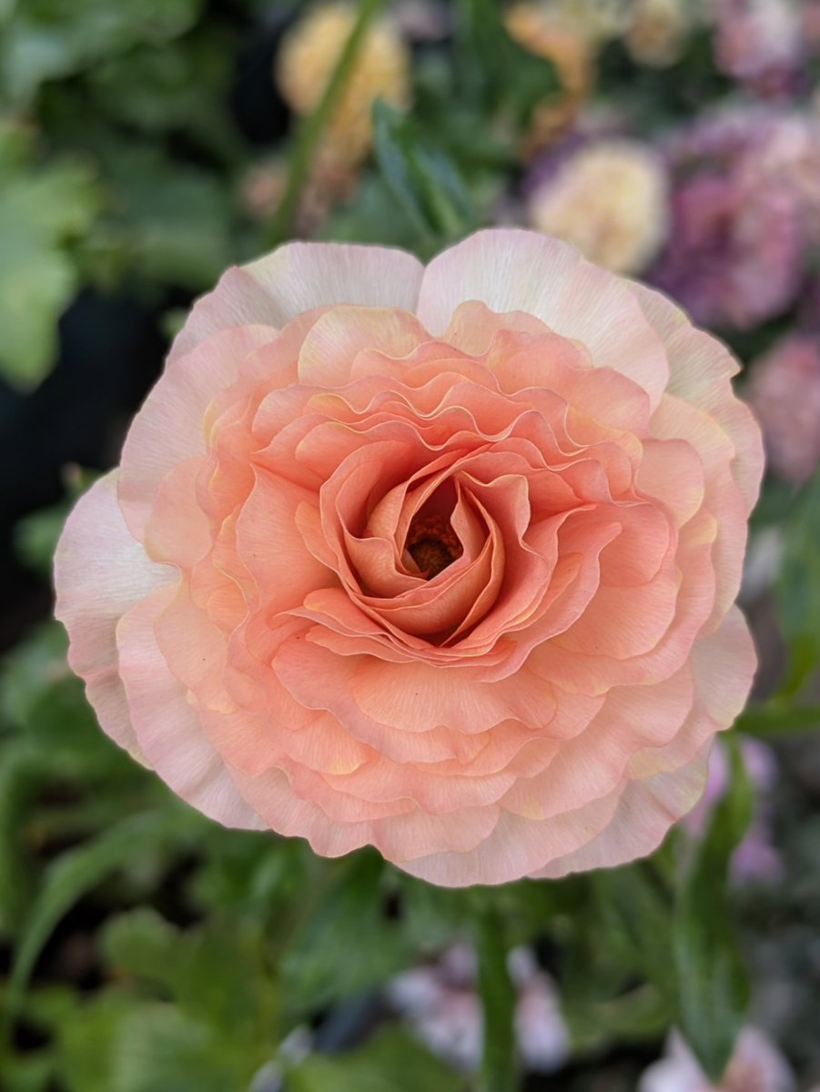 ラナンキュラス ラックス リーベラ