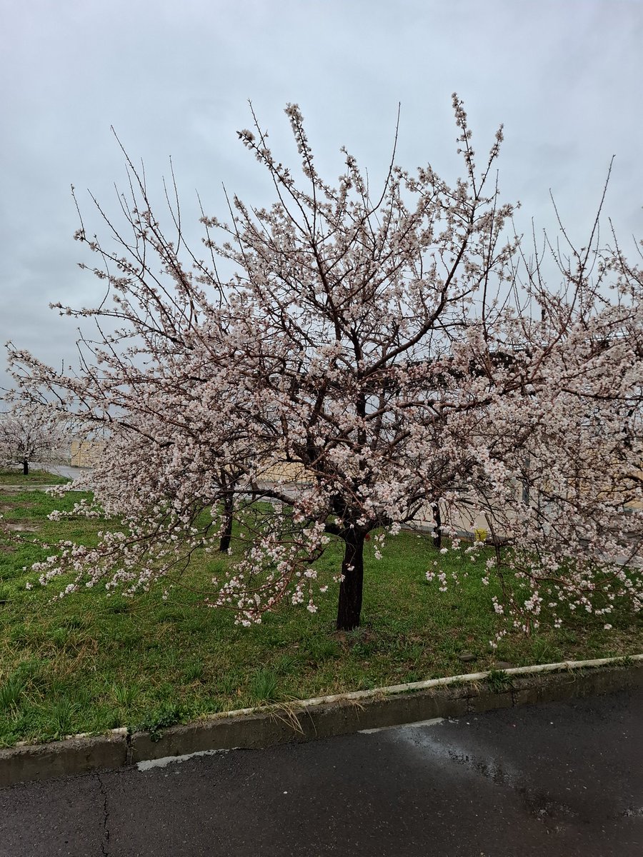 İki gün güneş gördüler serpilidi badem çiçekleri.
Şubat bitmedi daha mart var yaww.