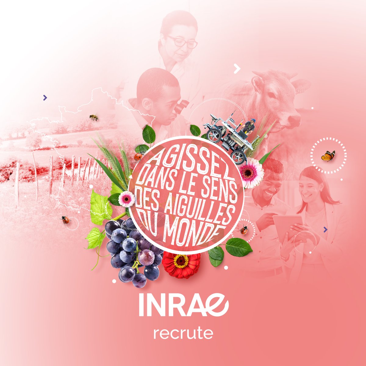 INRAE_France's tweet photo. 🚨J-7 avant la clôture des concours chercheurs #INRAE 2026 : n’attendez plus !

Vous êtes titulaire d’un doctorat et vous souhaitez mettre vos compétences scientifiques au service des grands enjeux de société ? 
Les concours de chargés de recherche INRAE sont ouverts jusqu’au 5 mars ⏰

À INRAE, vous pourrez contribuer à des projets à fort impact sur :
🌍 l’adaptation au changement climatique
🍽️ la sécurité alimentaire
🧬 la santé humaine
🌱 la préservation des ressources naturelles

Rejoindre INRAE, c’est intégrer la recherche publique et s’engager concrètement pour des transitions durables.

📅 Inscriptions ouvertes jusqu’au 5 mars 2026

👉 Retrouvez toutes les informations et les profils de postes sur https://t.co/J0pYwwQSh1

#INRAErecrute #Recrutement2026