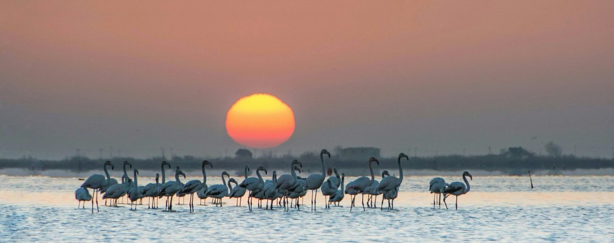 Pili Rius tweet media