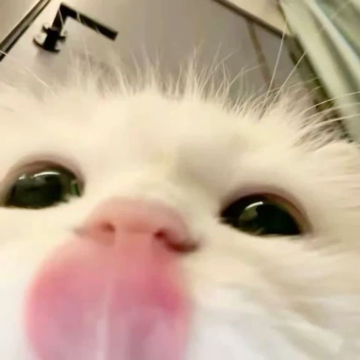 뇨냐밍_ficial tweet media