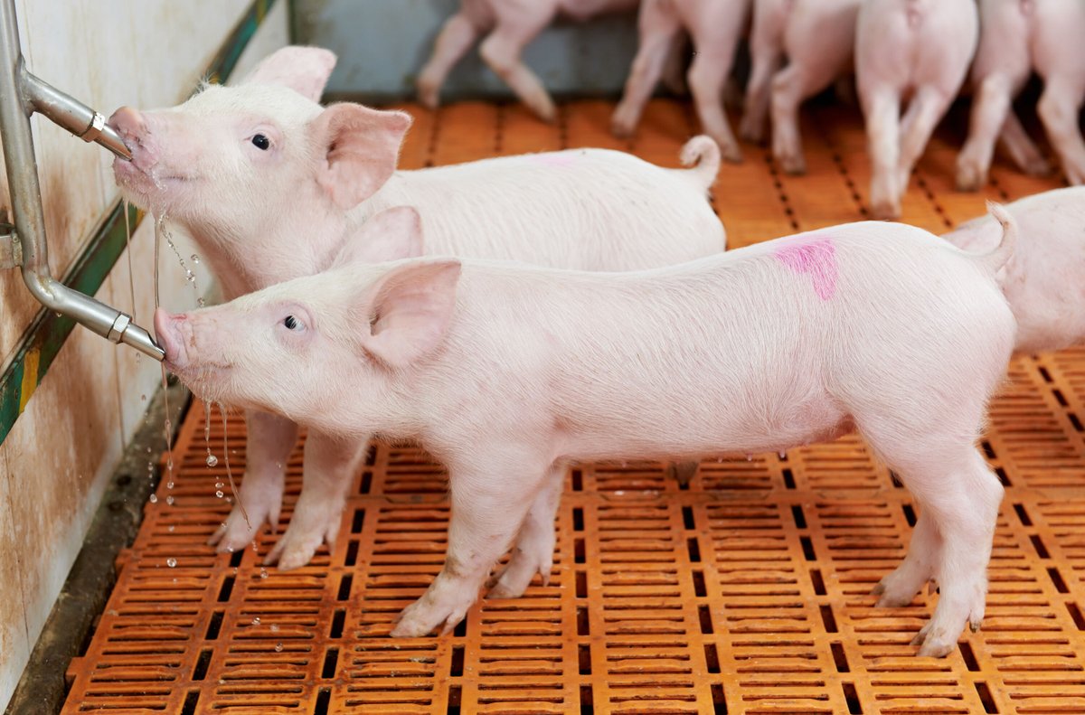 Treating Biofilm in Drinking Water Lines in Poultry Houses and Piggeries Using Hydrogen Peroxide with Silver.
Read here:  nutrochem.co.za/post/biofilmin…