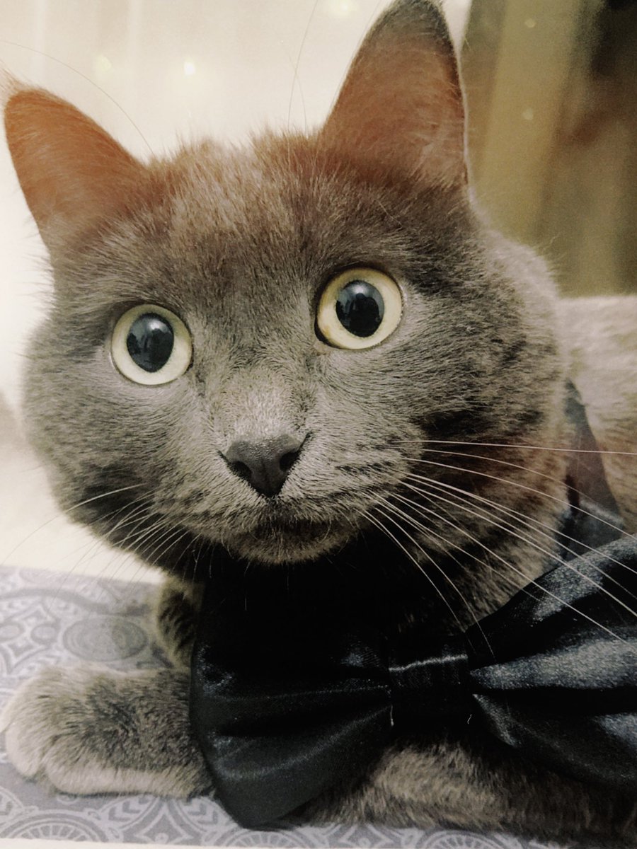 это мой кот по имени честер. да, мы с уиллом одинаково назвали своих домашних животных