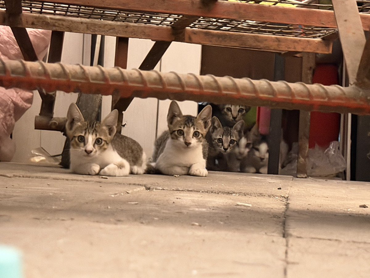 Catster & Co บ้านพักพิงแมวจร tweet media