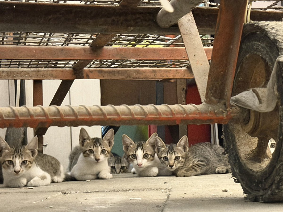 Catster & Co บ้านพักพิงแมวจร tweet media