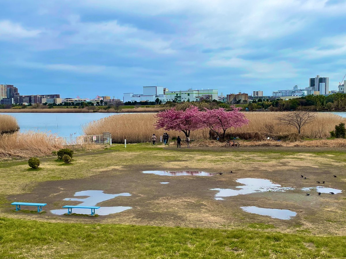 sheep01sheep's tweet photo. 河津桜🌸

#photography
#多摩川 https://t.co/PttZTCSp60