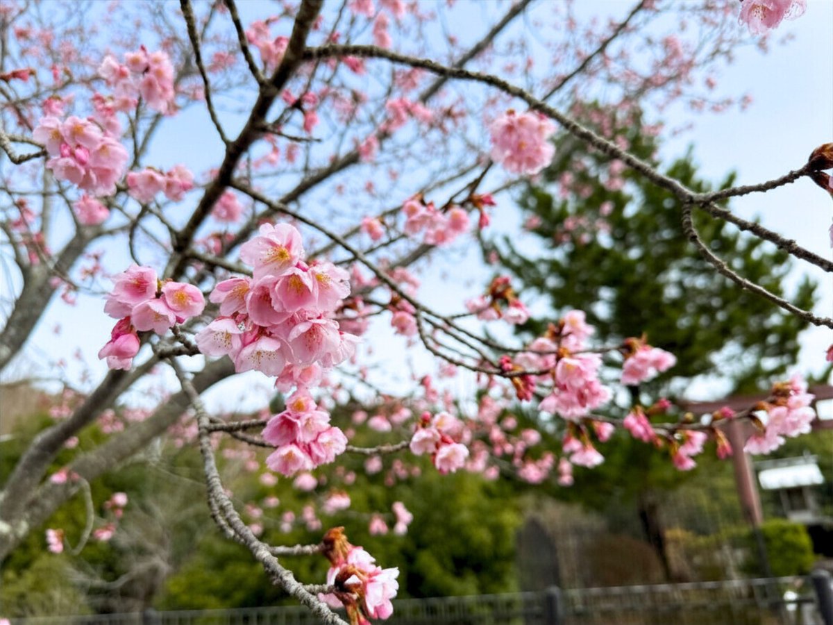 awa_kan's tweet photo. 徳島県阿波市では熊谷寺の蜂須賀桜や金清公園周辺の河津桜など、早咲きの桜が少しずつ咲きはじめました🌸
これから日に日に春色が広がっていきそうです🌸🌸🌸

撮影日：2026年2月26日 10:30頃
写真1・2枚目：熊谷寺
写真3・4枚目：金清公園周辺
#阿波市 #徳島 #桜 #蜂須賀桜 #河津桜 #徳島観光 https://t.co/qa9om0NDMJ