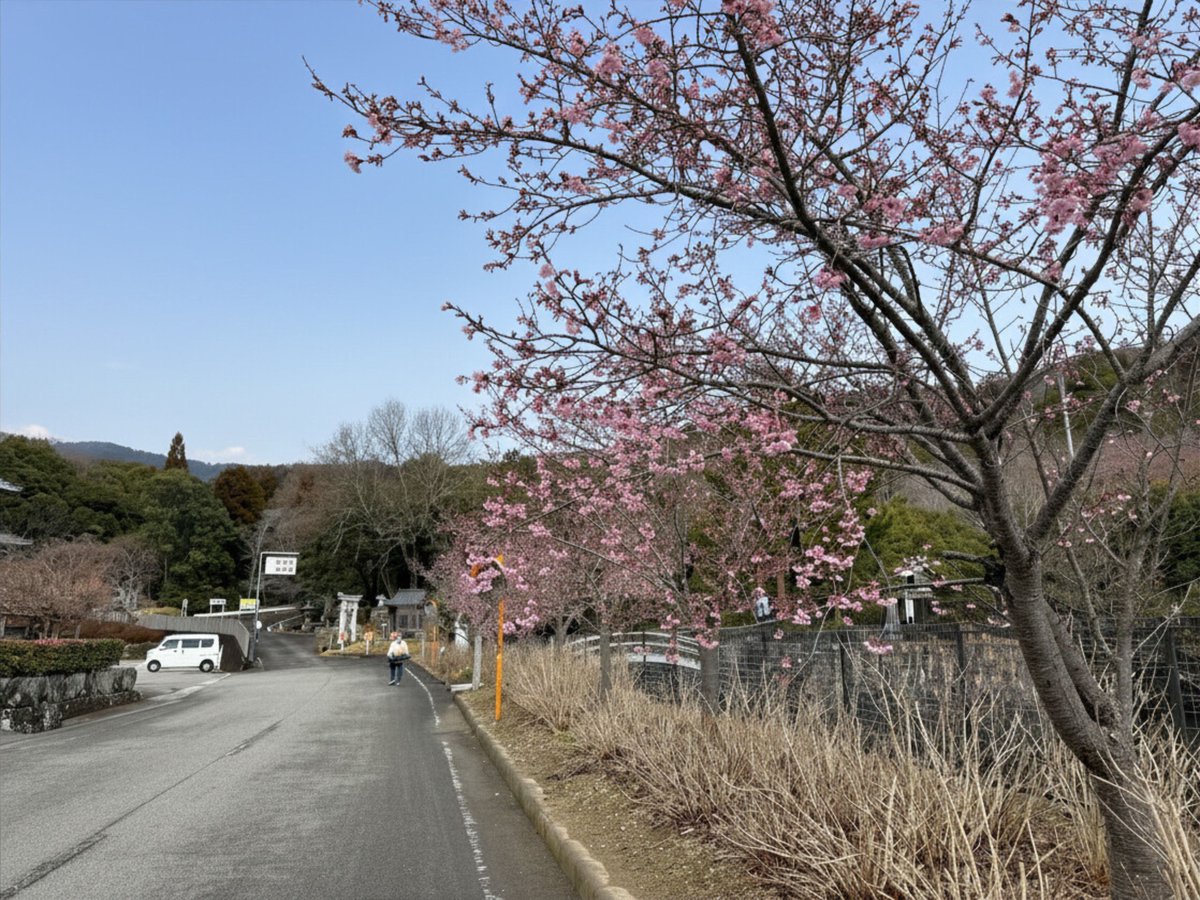 awa_kan's tweet photo. 徳島県阿波市では熊谷寺の蜂須賀桜や金清公園周辺の河津桜など、早咲きの桜が少しずつ咲きはじめました🌸
これから日に日に春色が広がっていきそうです🌸🌸🌸

撮影日：2026年2月26日 10:30頃
写真1・2枚目：熊谷寺
写真3・4枚目：金清公園周辺
#阿波市 #徳島 #桜 #蜂須賀桜 #河津桜 #徳島観光 https://t.co/qa9om0NDMJ
