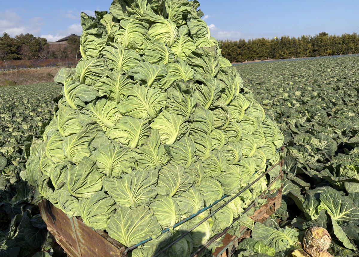 農家さんに感謝！キャベツを食べよう！