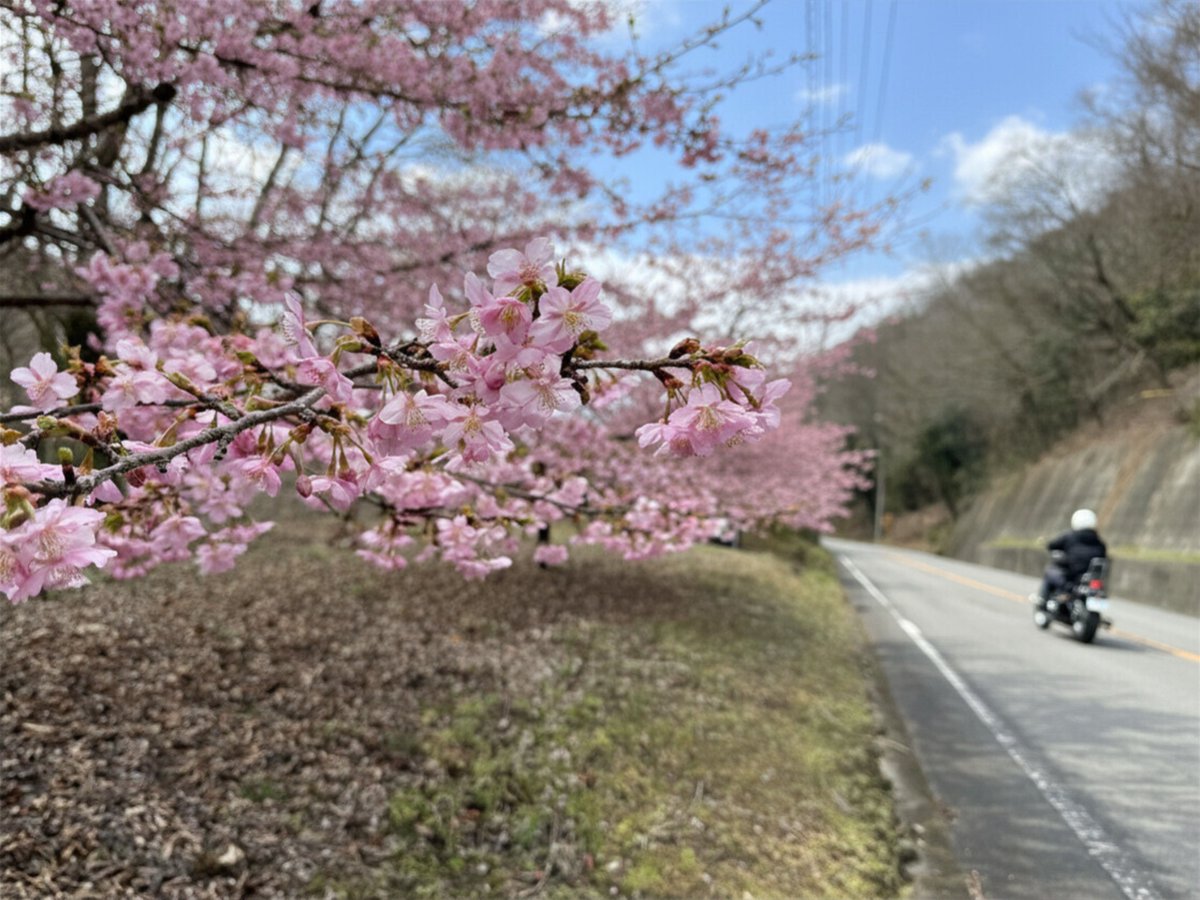 awa_kan's tweet photo. 徳島県阿波市では熊谷寺の蜂須賀桜や金清公園周辺の河津桜など、早咲きの桜が少しずつ咲きはじめました🌸
これから日に日に春色が広がっていきそうです🌸🌸🌸

撮影日：2026年2月26日 10:30頃
写真1・2枚目：熊谷寺
写真3・4枚目：金清公園周辺
#阿波市 #徳島 #桜 #蜂須賀桜 #河津桜 #徳島観光 https://t.co/qa9om0NDMJ