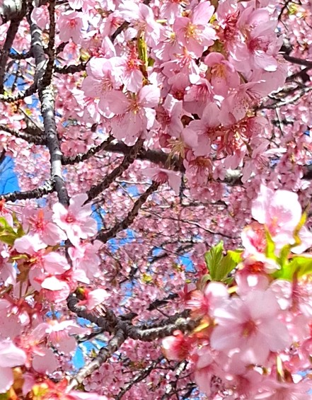 cyaki_T's tweet photo. 三嶋大社の陶器市に行ってきた
しかし小規模だったのと好みのものがなく早々に予定終了
三嶋大社でお茶して市立公園で散策して讃岐うどん食べて、あとはふらふらとお店を見て回って買い物して帰宅
三島、色々なお店があって見ていて楽しかった https://t.co/wccqA3KCmv