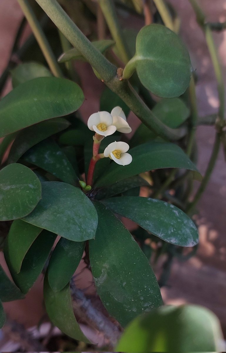 free fish tweet media