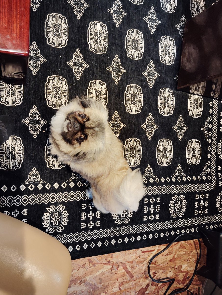 本日の獰猛なケダモノたち