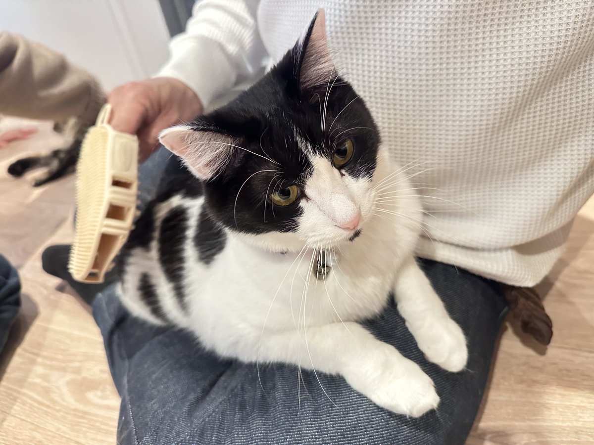 恐らくペット美容室シリーズのツインソフトブラシですにゃ