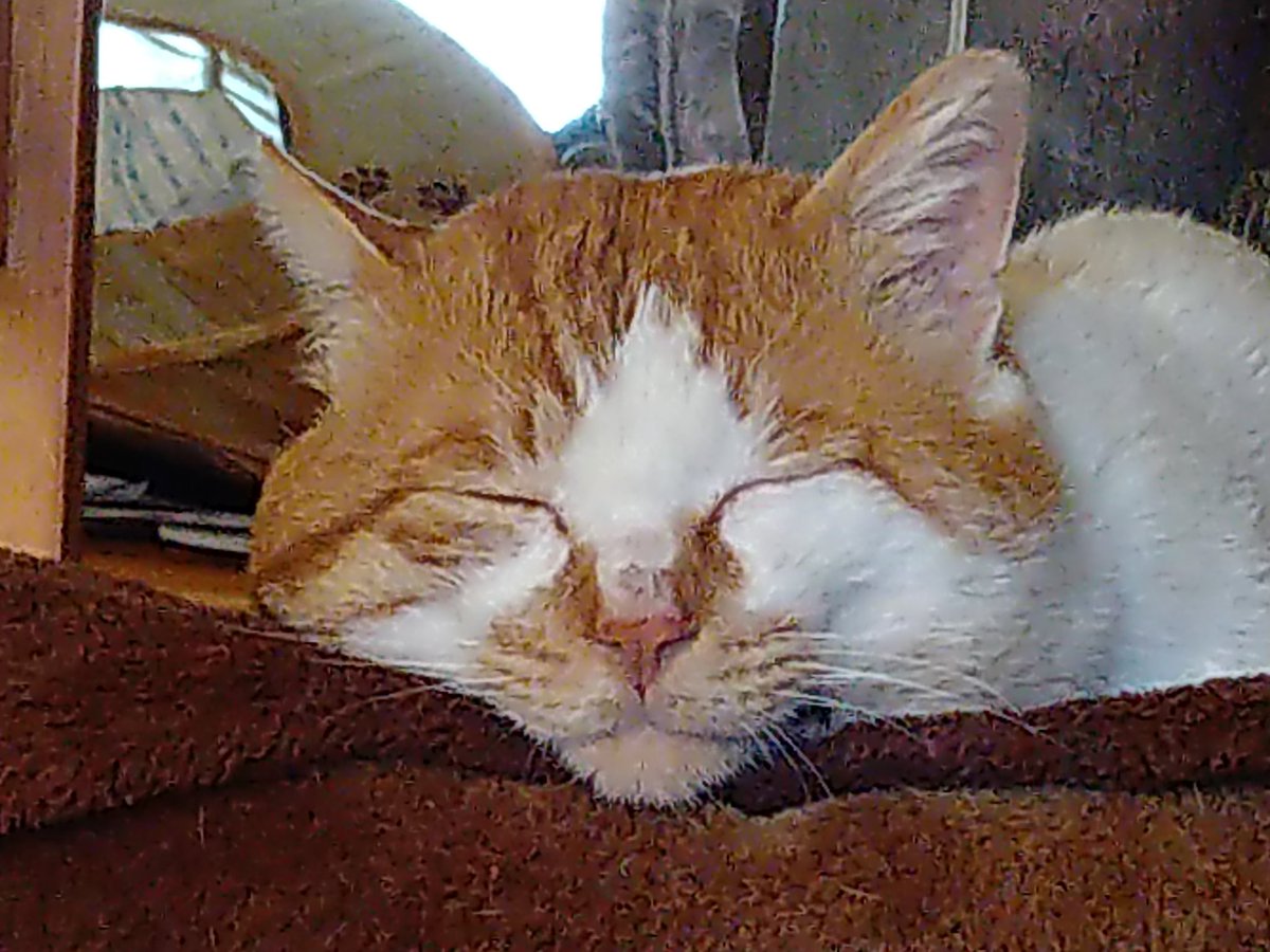 茶シロ種の地域猫様ちゃちゃくんと同じにゃ～😻