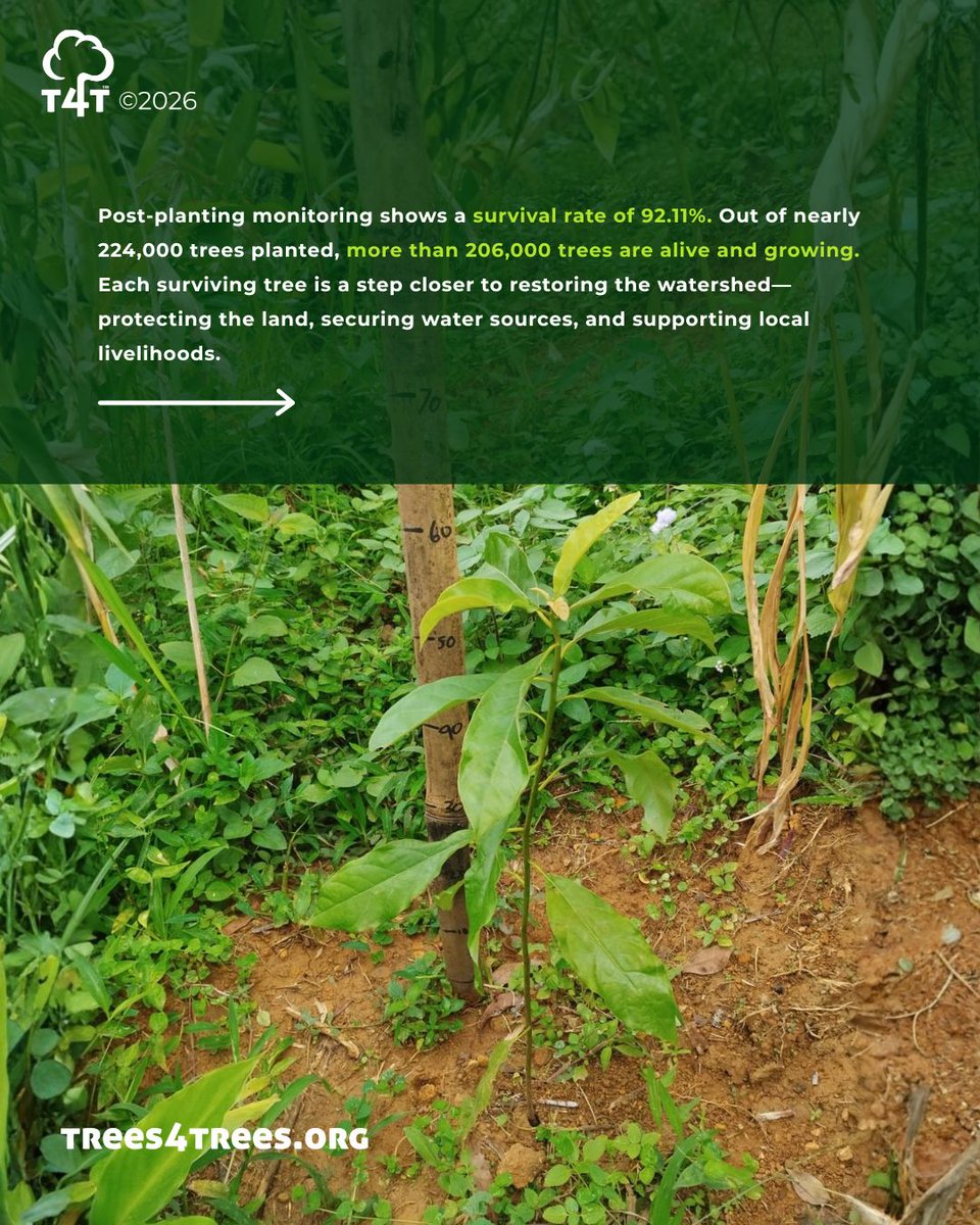 Trees4Trees tweet media