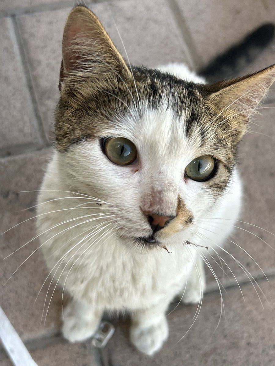 kshdjdjjff76's tweet photo. this university is degrading by the day….but the cats are cute https://t.co/g3ETMWLpqB