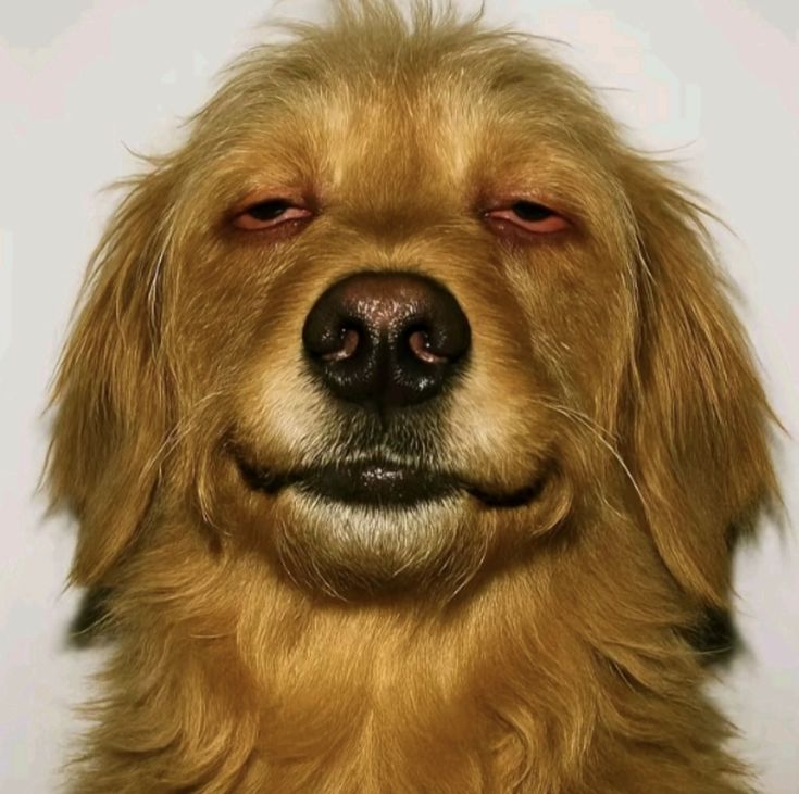 Literally Traumatized, by the Cana