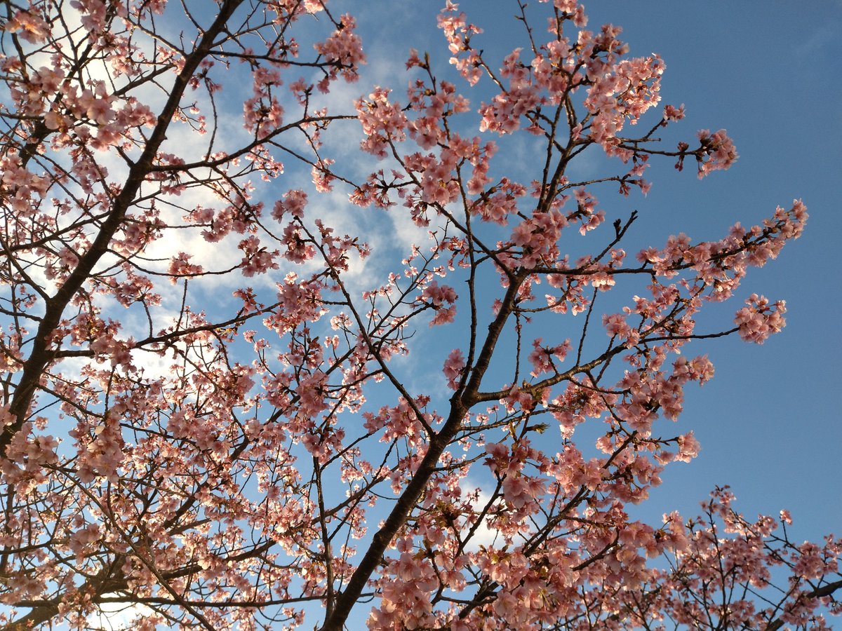 2月も残すところあとわずかになりました！
この時期は、暖かい日や寒い日など温度差がありますので、体調管理に気をつけましょう😊

散歩をしていると春の気配を感じるようになりましたね🌸

本日もお疲れ様でした🙇‍♀️

担当🐧

#企業公式がお疲れ様を言い合う 
#企業公式相互フォロー
