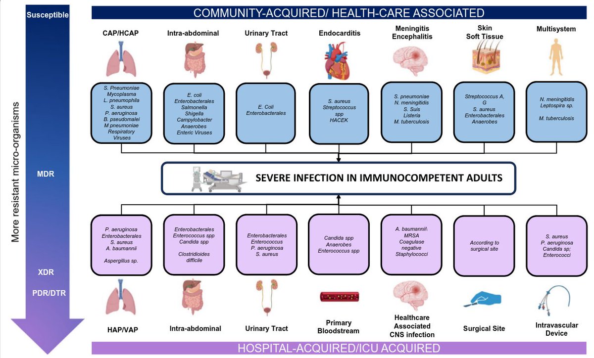 CritCareReviews's tweet photo. Today's Paper of the Day is:

Antibiotic therapy for severe bacterial infections

https://t.co/JKgcYjlUQ5

Join us to read 1 paper per day and stay up-to-date as we cover the spectrum of critical care across 2026 https://t.co/cE3cvrkfkz