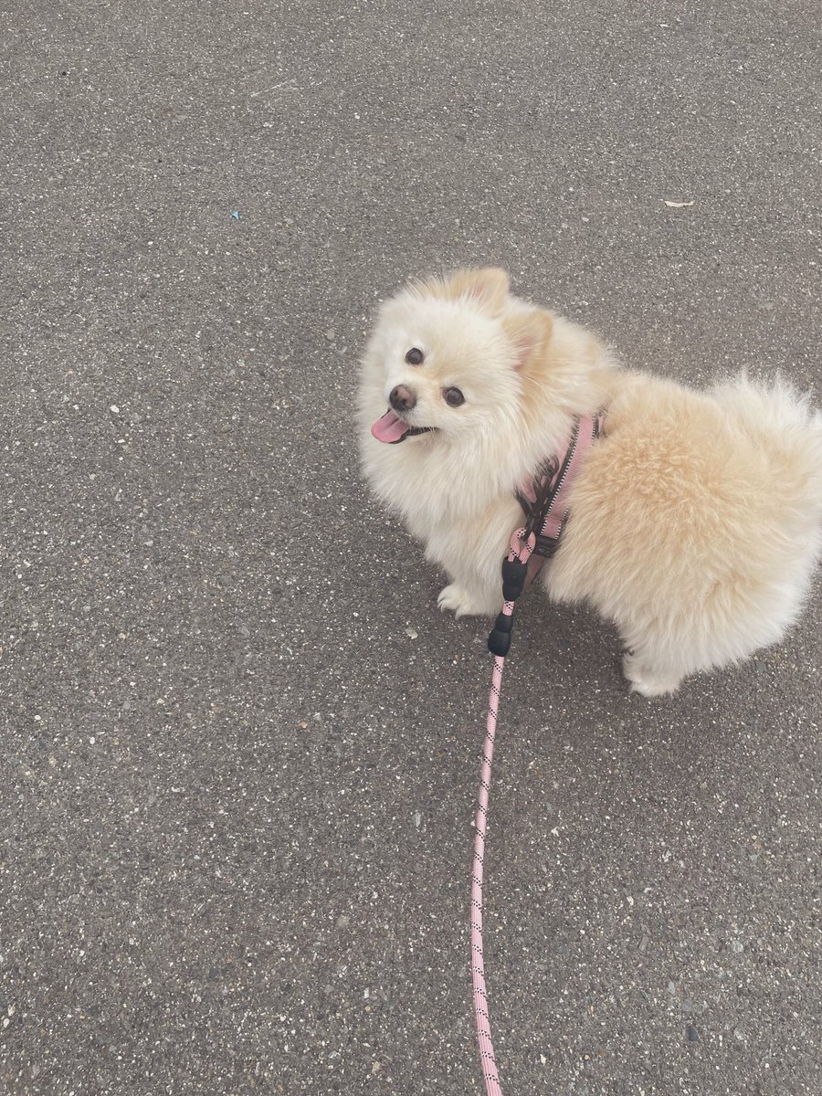 とんちゃん (@tonchanOvO) / Posts / X