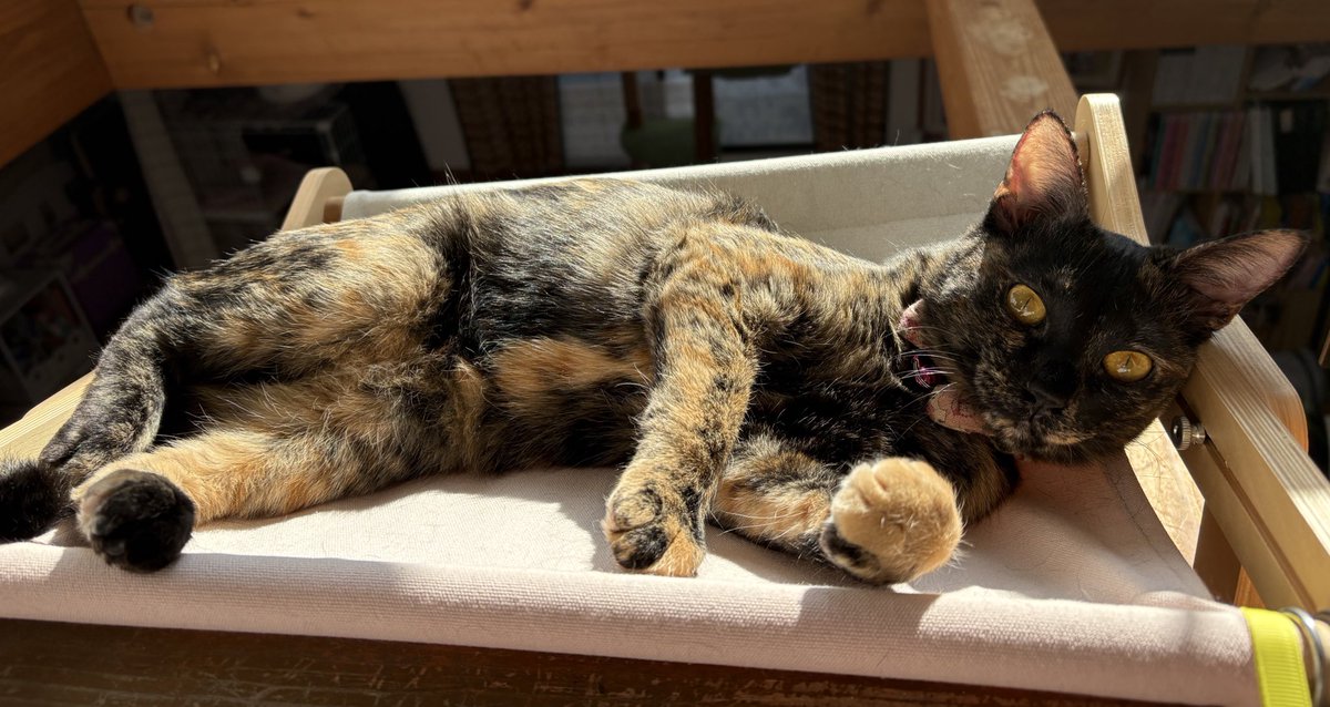 cielbleu_le's tweet photo. 可愛いタグ発見！

春に子猫を5匹保護して
1匹はスタッフちゃんに。
4匹は元気に我が家の子に。

サビ猫りんちゃん、
圧倒的に賢くて空気を読む子。
お日様当たるとトラ柄が見えてきてキレイ✨

あまりにもかわいすぎて商品化ฅ^•ω•^ฅ

 #サビ猫はいいぞ https://t.co/uS4PtELkbu