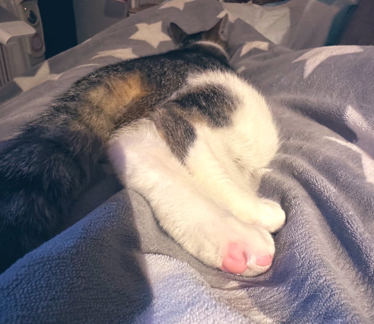 あったかいけど重いよ！まめちゃん