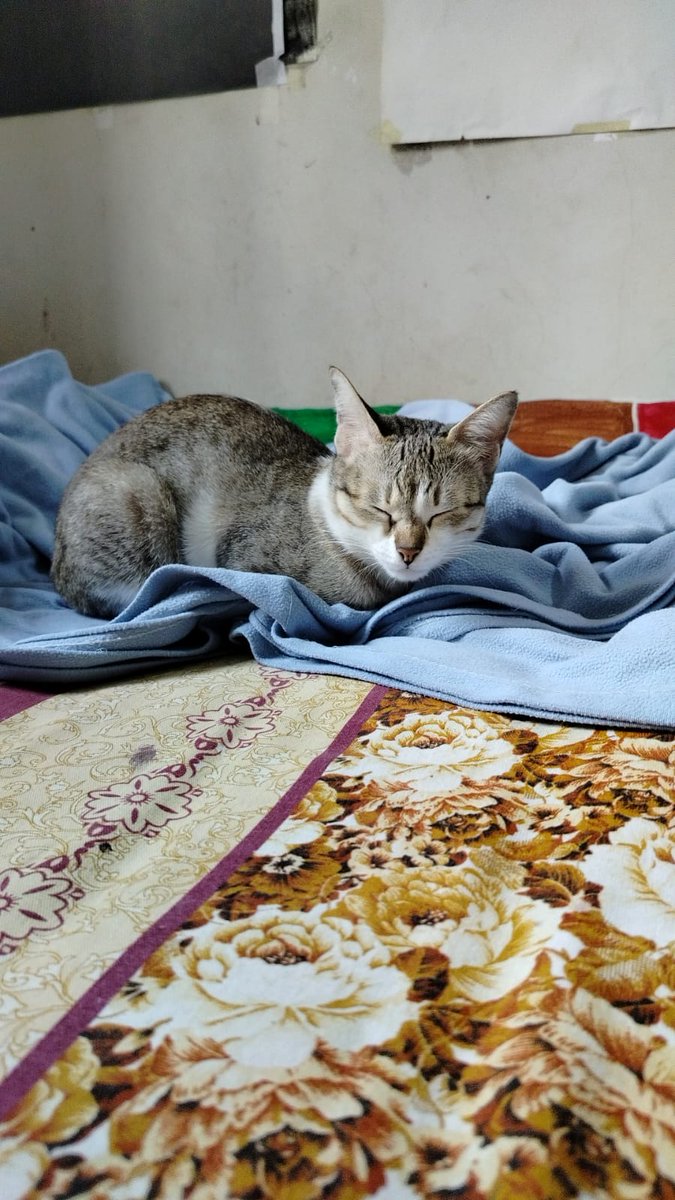 OrenVoid tweet media