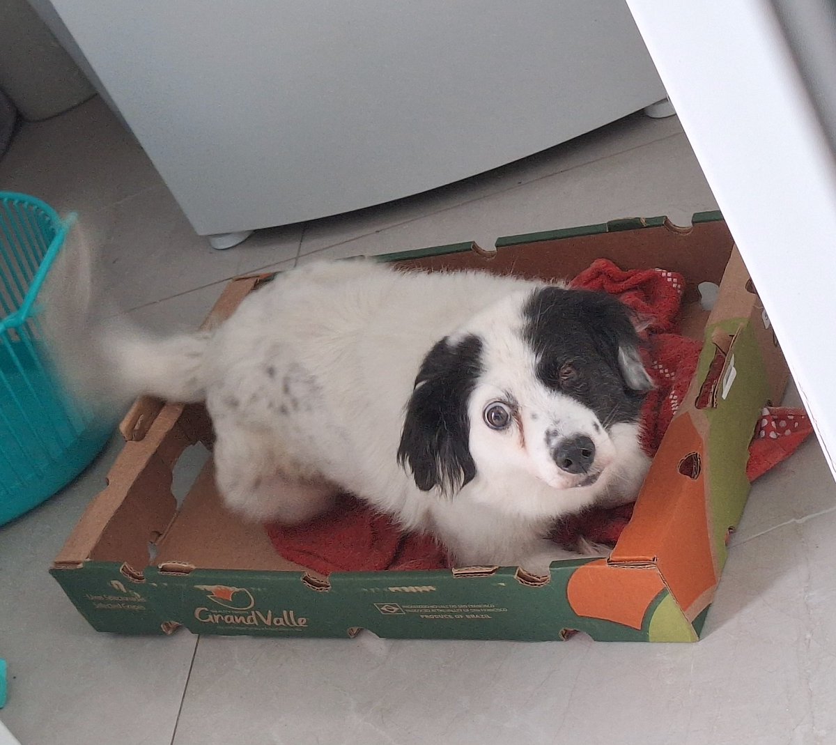 EL VIU O MCR!!!. ⭐️ tweet media