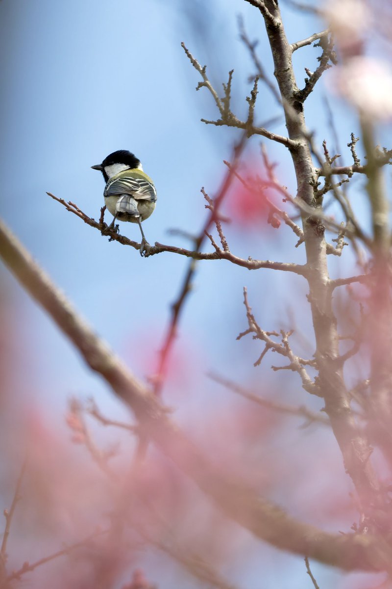 x9_5s's tweet photo. 後ろ姿、可愛すぎる😍
#シジュウガラ
#野鳥撮影 https://t.co/zROPFfpd6X