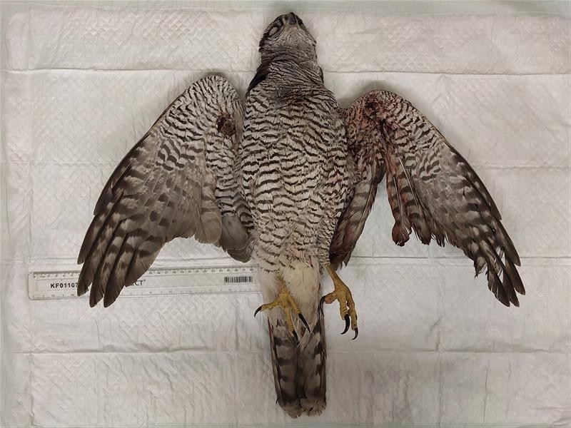 Raptor Persecution UK tweet media