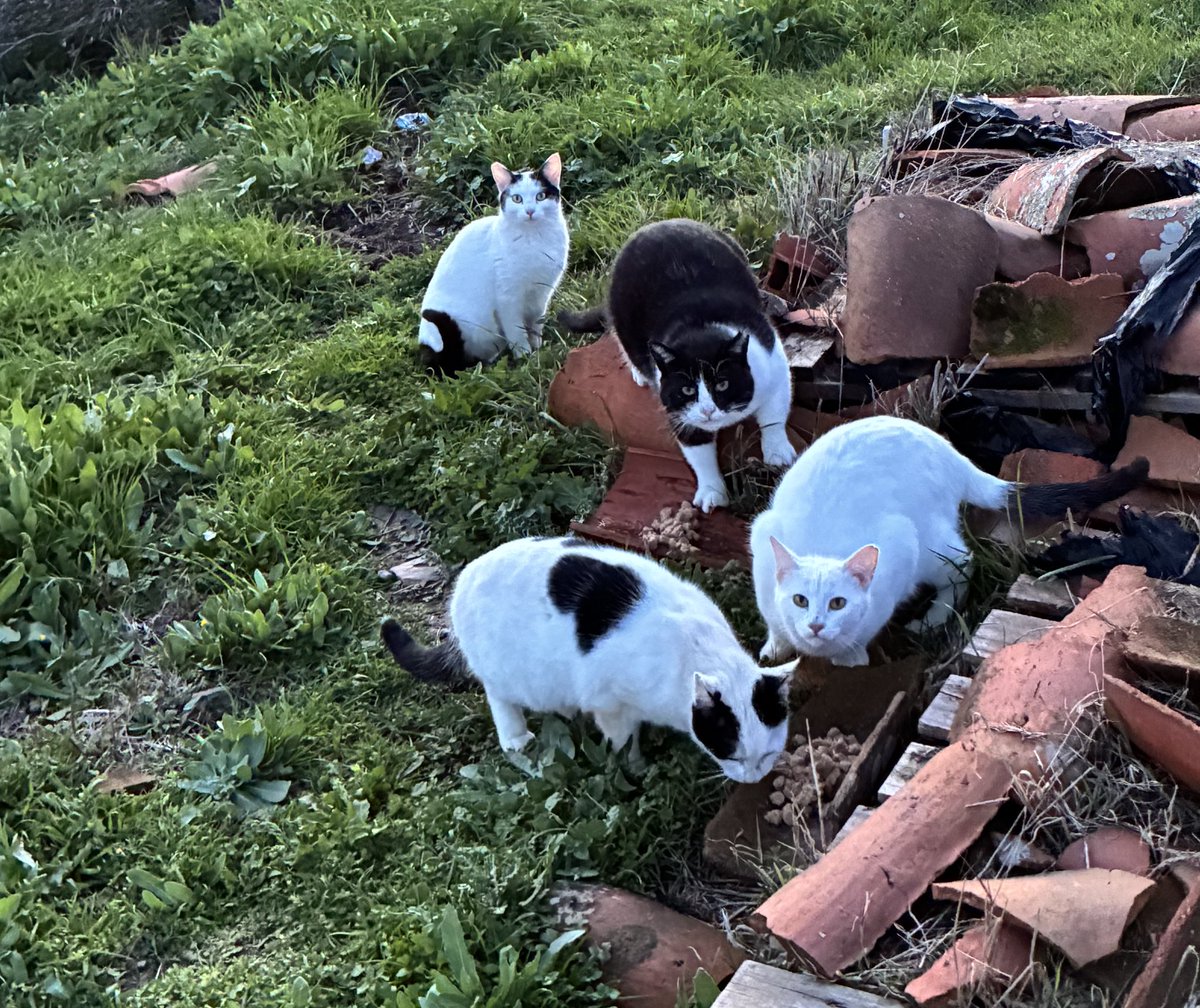 Somos una asociación muy pequeñita de Cáceres haciendo todo lo que está en nuestras manos por los gatitos del pueblo. Nuestro sueño es llegar a ser más de 100 teamers para no tener que pedir ayuda siempre para cubrir gastos 🙏 Twitter, ¡haz tu magia! 🪄😹

teaming.net/asociacionfeli…