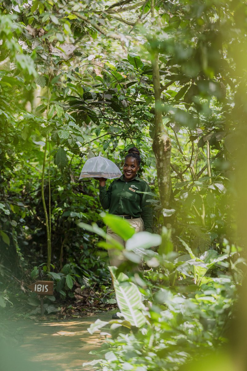 Entebbe Forest Lodge tweet media