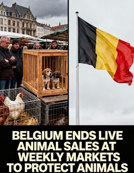 Elizabeth_Ruler's tweet photo. Well done Belgium 🇧🇪. https://t.co/76f0RlZNAz