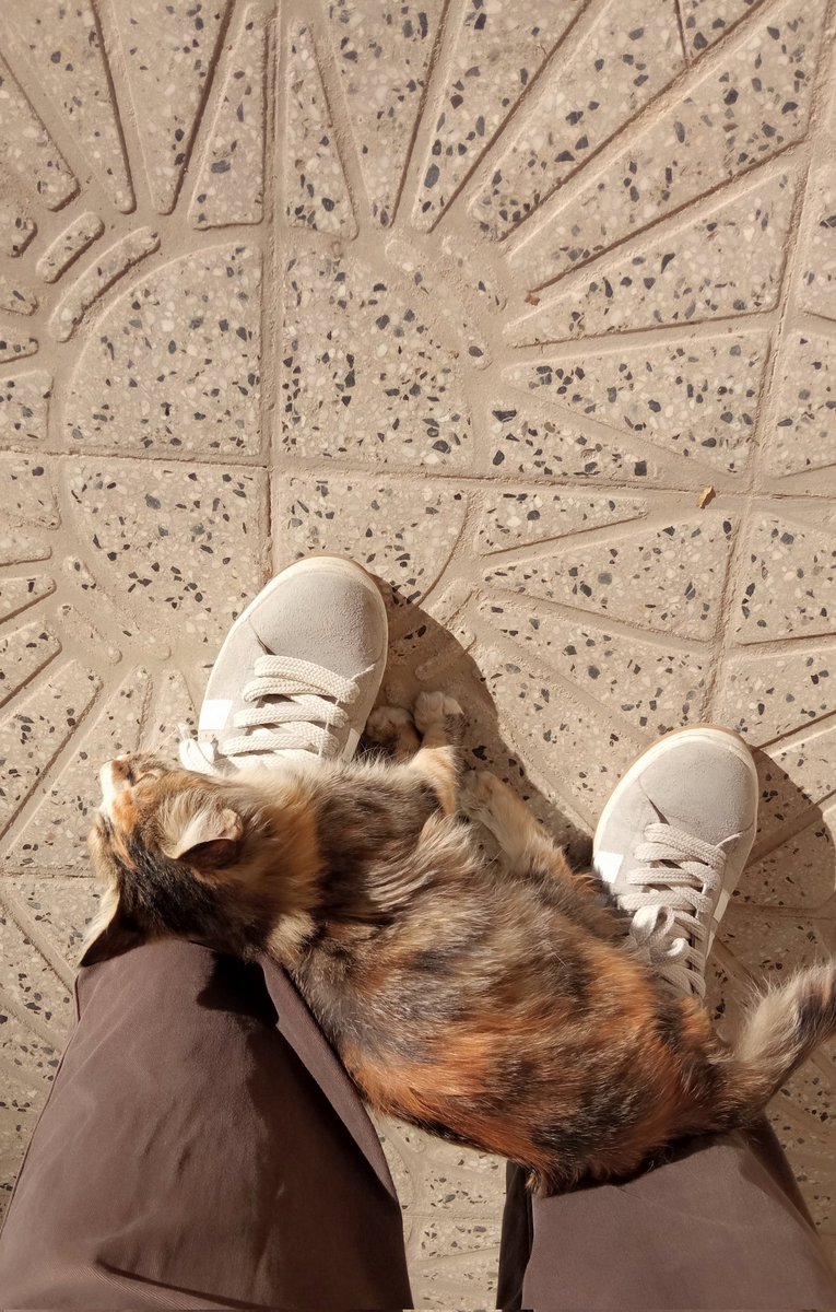 مەشکەفی tweet media