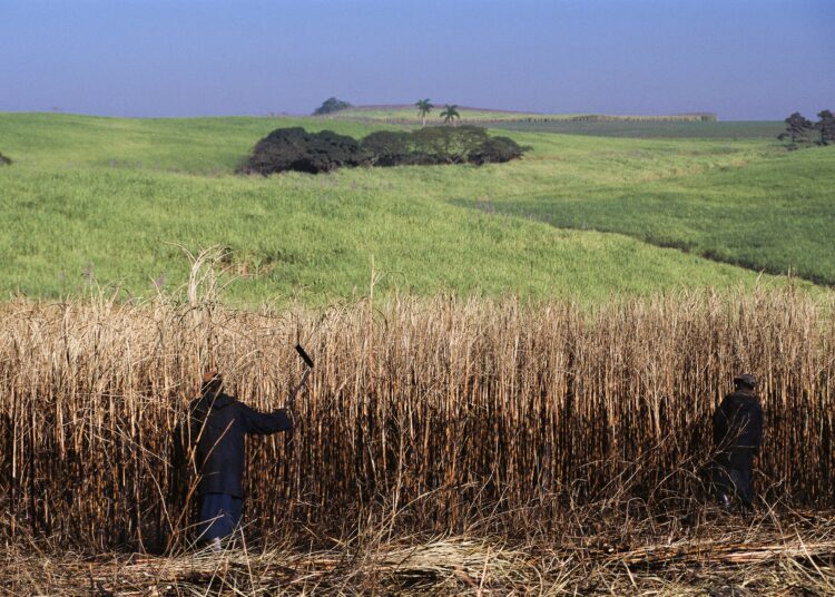 African Farming tweet media