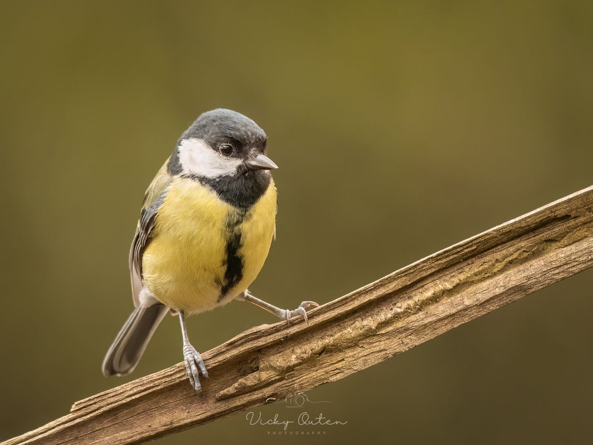 Vicky Outen Photo DPAGB tweet media