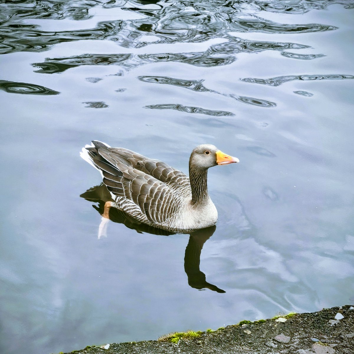 joemccjoe's tweet image. Taking the time to rest and watch the ducks.
#DailyPictureTheme #Peaceful