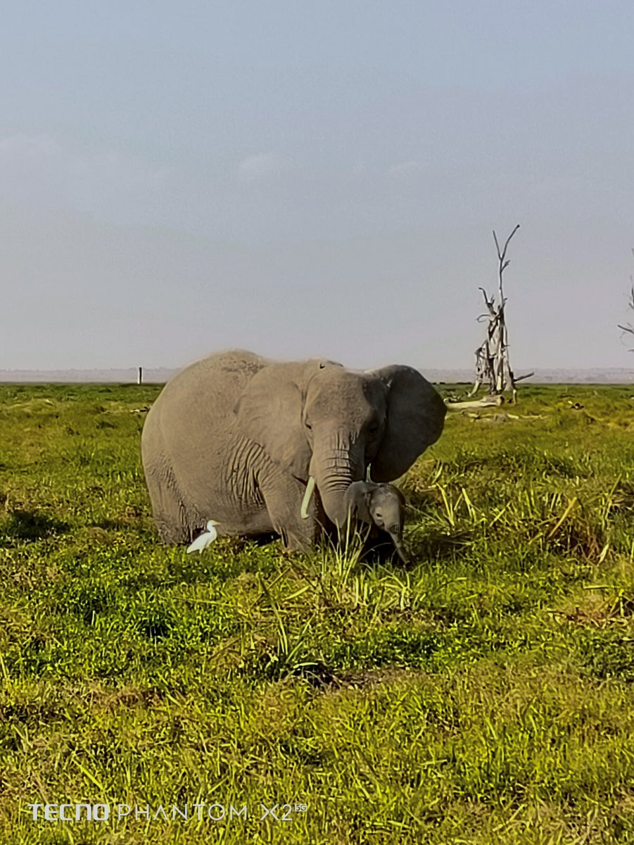 In today's Safari Spot of the Week:😍🫶
In the open green expanse, a mother elephant shelters her baby beneath her steady presence. The world feels hushed around their quiet bond. In that closeness lives protection, trust, and love.
#mother #elephant #safarispotoftheweek