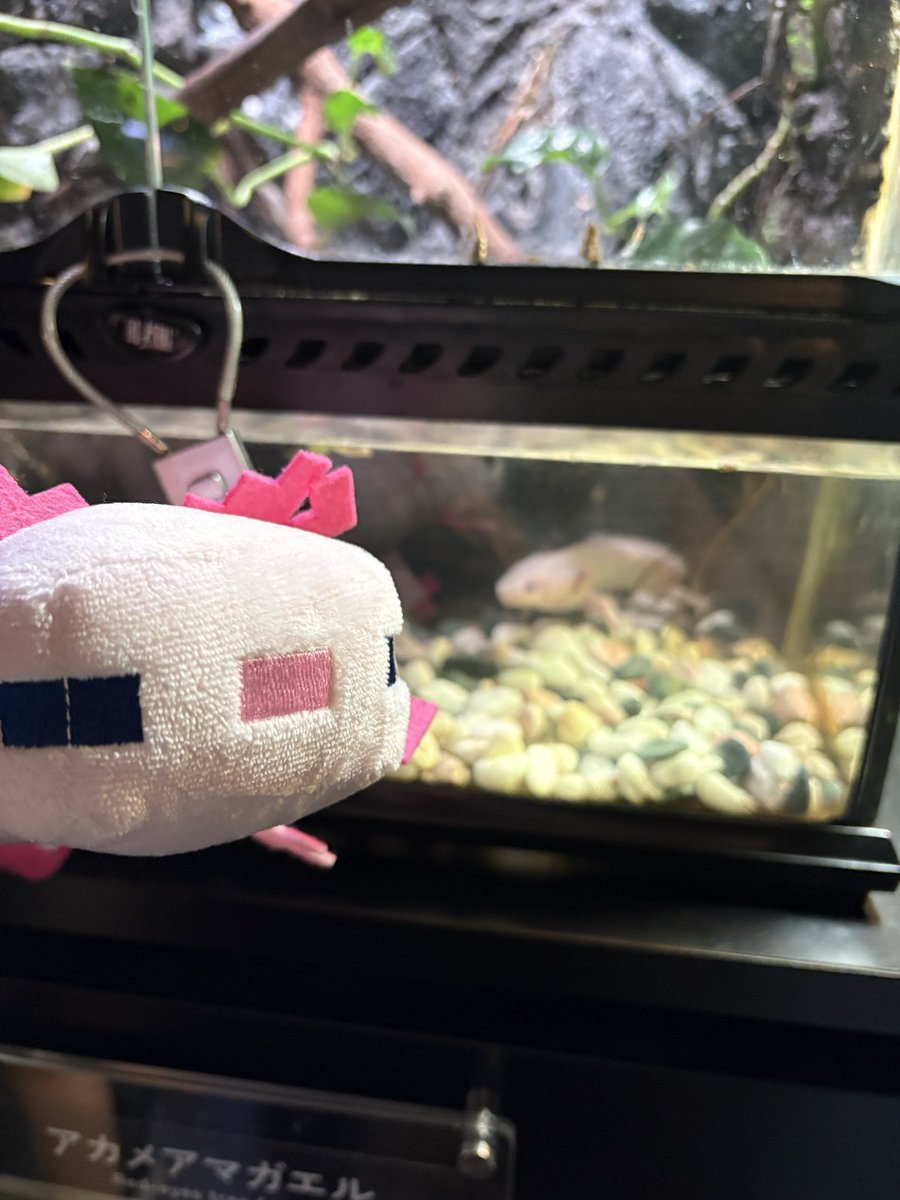 crowcat_0960's tweet photo. うーさん、ウーパールーパーだよ。
ウーパールーパー、うーさんだよ。 https://t.co/n6rNzSvpVI