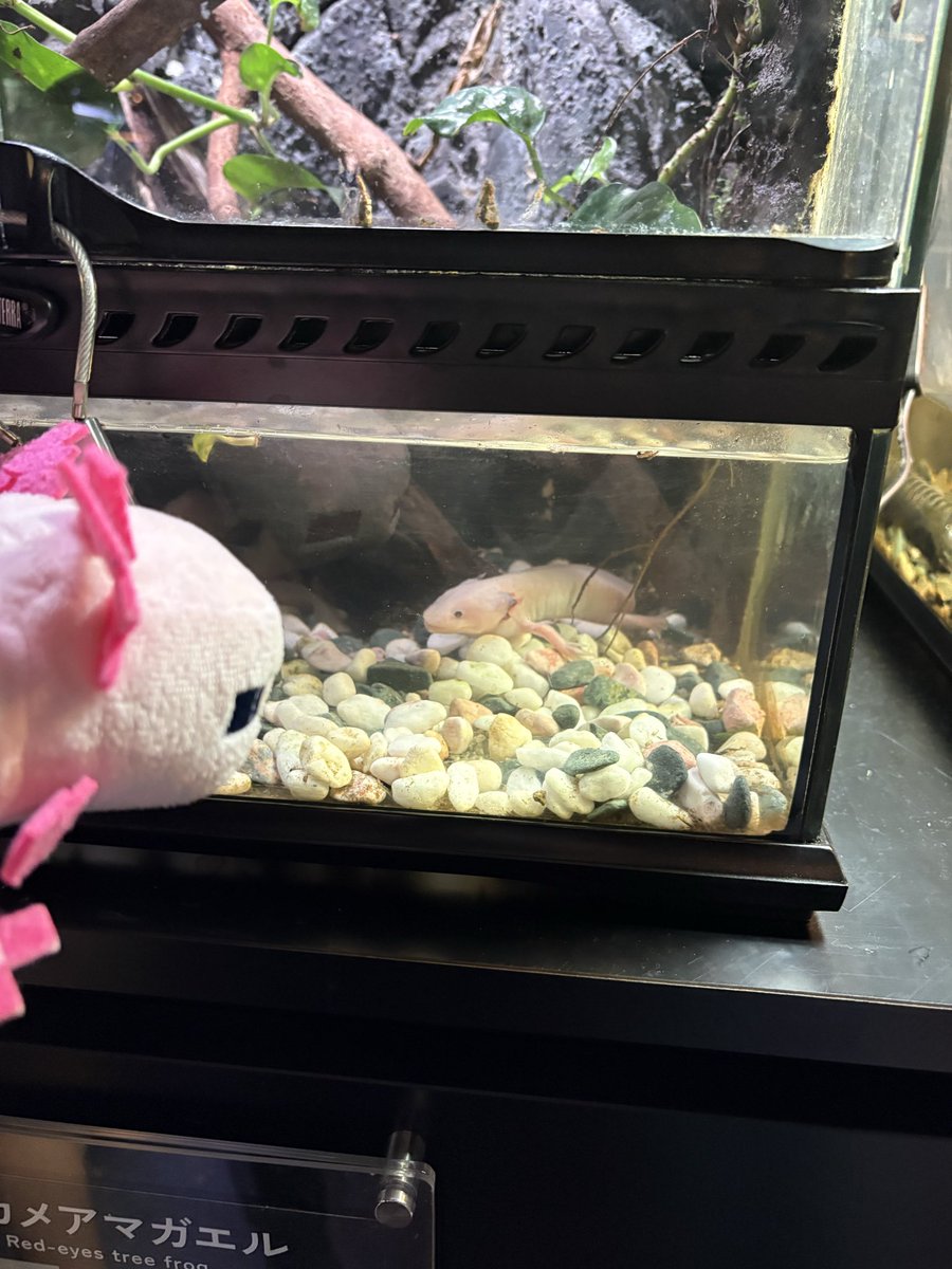 crowcat_0960's tweet photo. うーさん、ウーパールーパーだよ。
ウーパールーパー、うーさんだよ。 https://t.co/n6rNzSvpVI