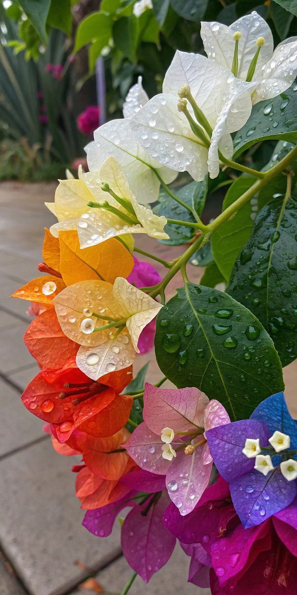 We are different flowers from the same garden