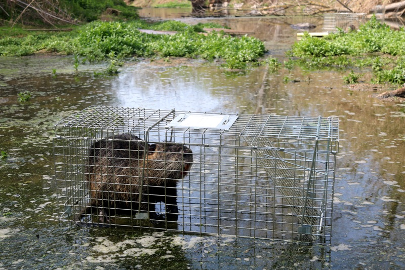 Revista Baix Empordà tweet media
