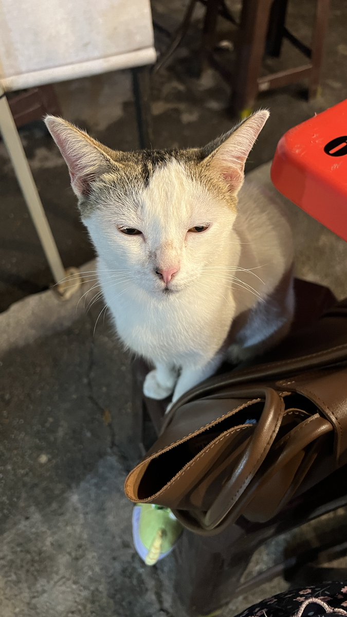 𝒏𝒂𝒕𝒂𝒔𝒉𝒂 𝒂𝒏𝒖𝒂𝒓 tweet media