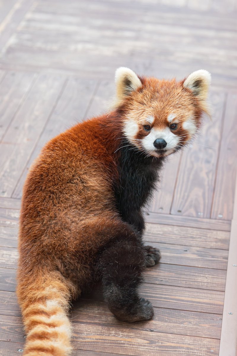 振り向くネイくん✨☺️ 体勢は謎ですが可愛い😂🥰 📸2026.2.24