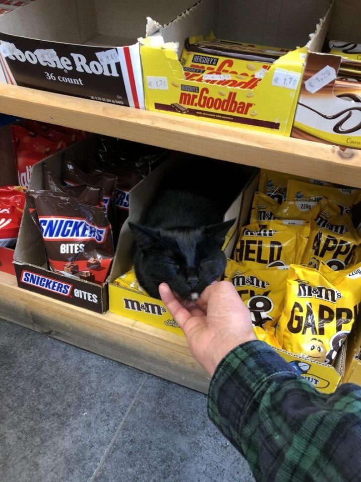 Black cats are not bad luck (@visualscat) on Twitter photo 