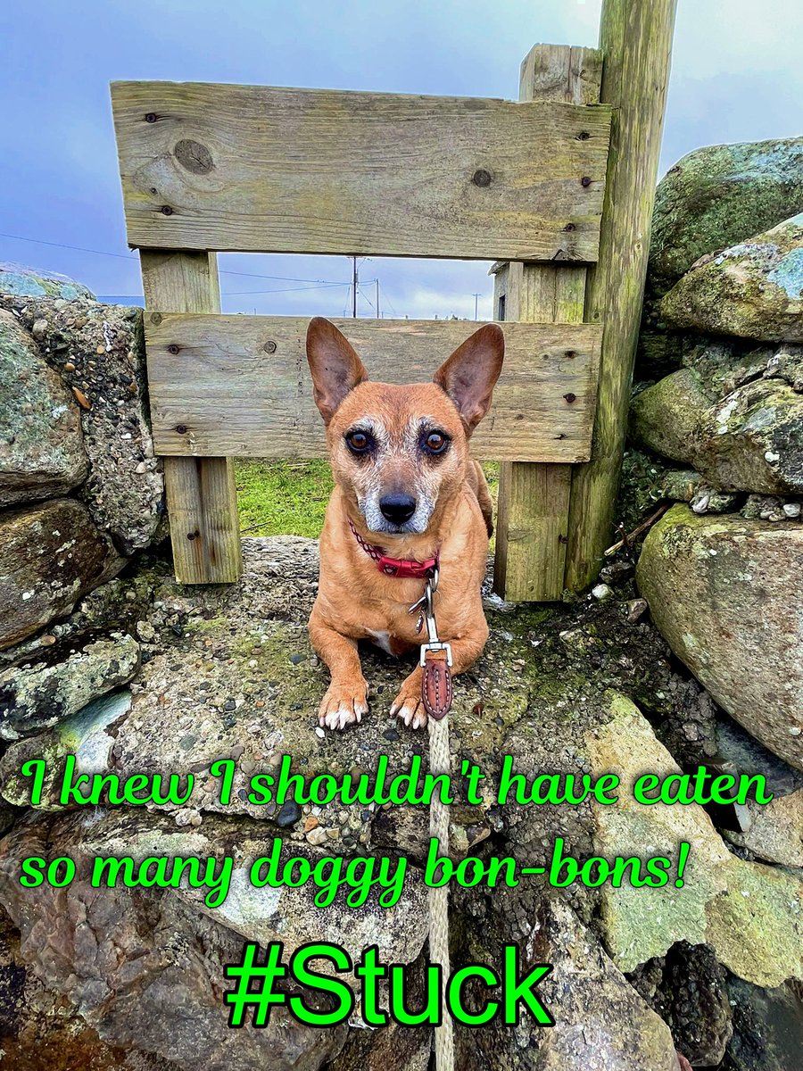 welovedonegal's tweet image. #RubyBeag #dogs #Donegal .
