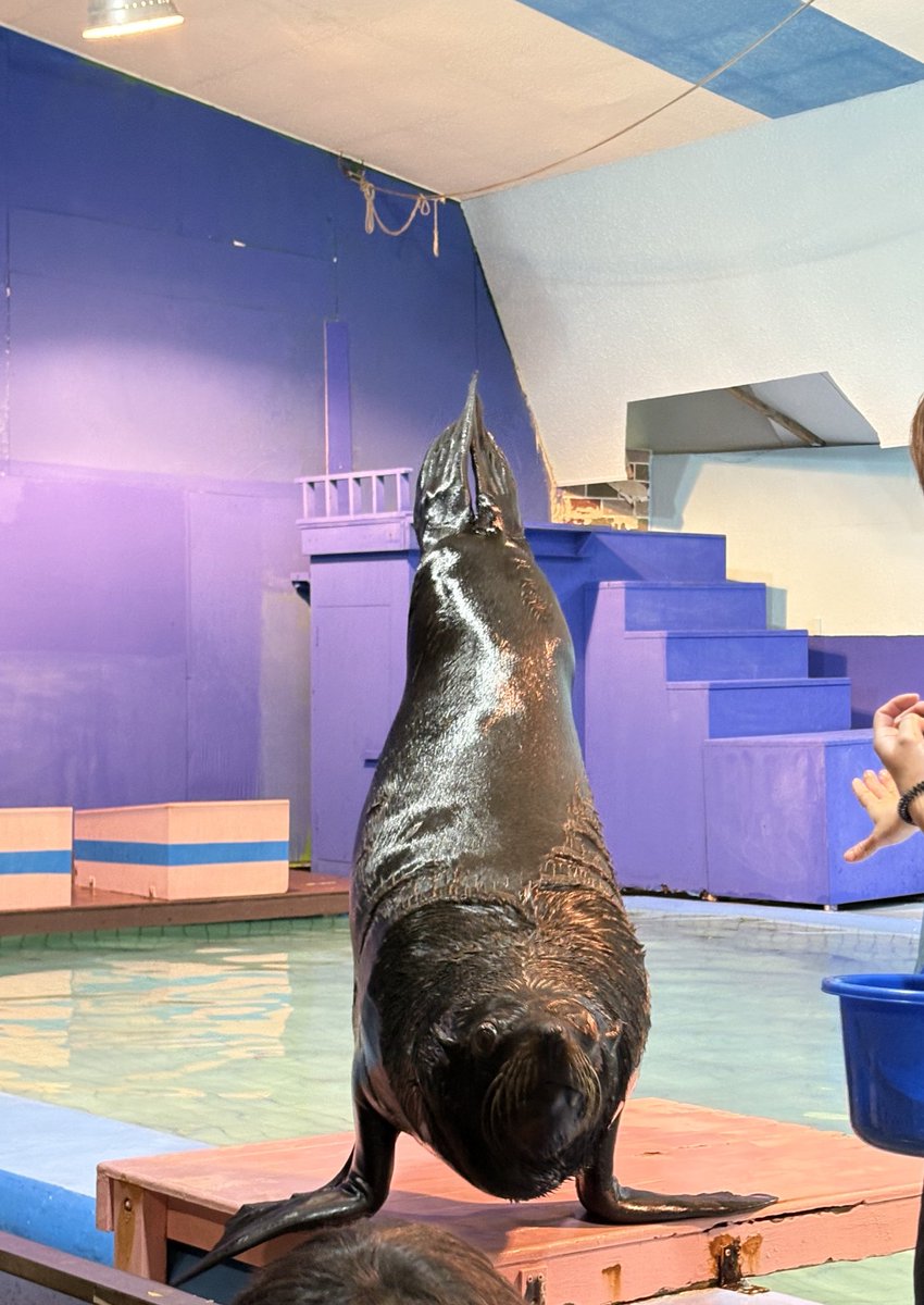A_live08's tweet photo. #ゼロ距離水族館
#伊勢シーパラダイス

シーパラ毎回毎回楽しすぎ！
ほんまにゼロ距離で楽しすぎて
時間忘れる

ヒマポポ♡は寄り添ってる絵になる
ヒラリ♡可愛すぎやーて
パブロ♡かっこよかったぞ
鋼君♡おっきいけど愛嬌の塊

#セイウチ　#ツメナシカワウソ　#ミナミアメリカオットセイ　#トド https://t.co/al60zECmZf